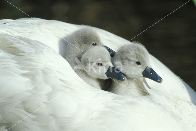 Knobbelzwaan (Cygnus olor)