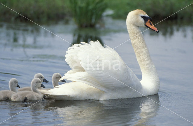 Knobbelzwaan (Cygnus olor)