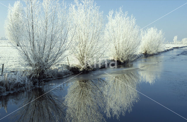 Knotwilg (Salix alba)