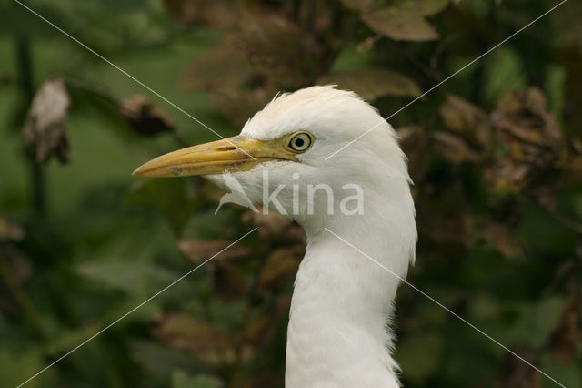 Koereiger (Bubulcus ibis)