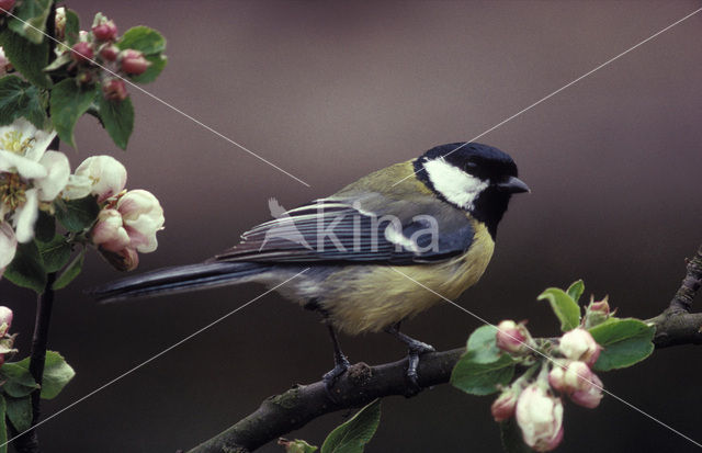 Koolmees (Parus major)