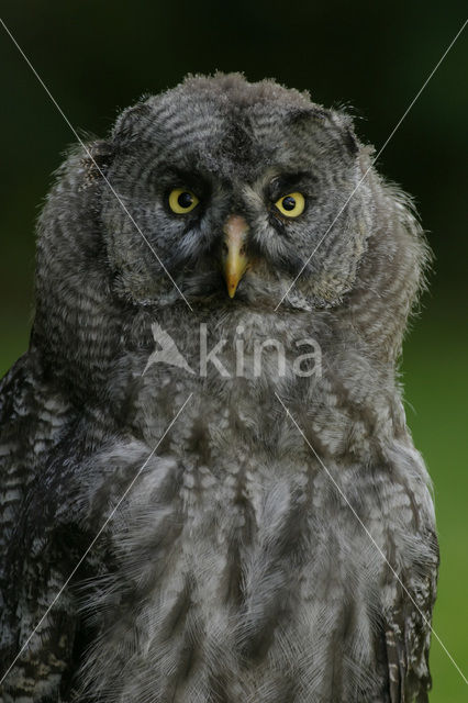 Laplanduil (Strix nebulosa)