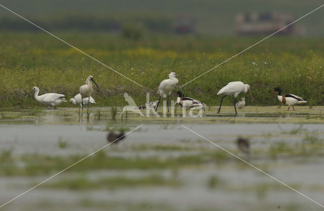 Lepelaar (Platalea leucorodia)