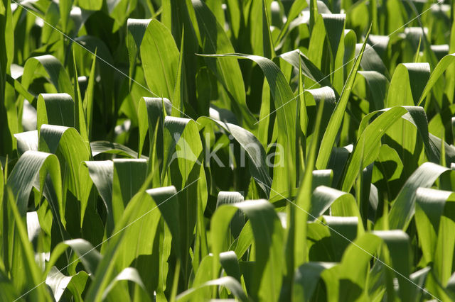 Mais (Zea mays)