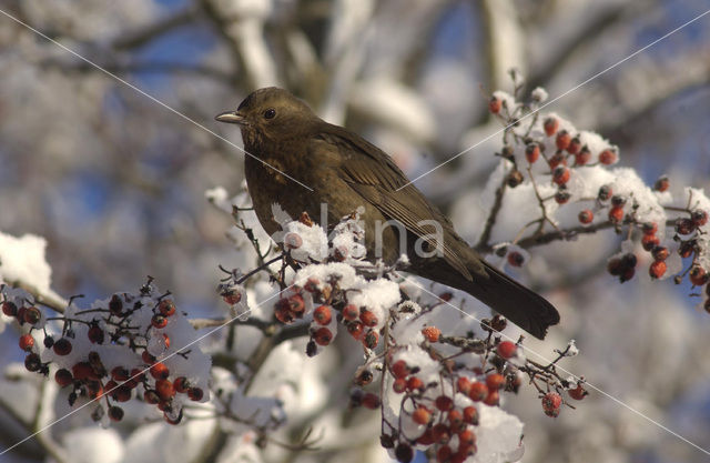 Merel (Turdus merula)