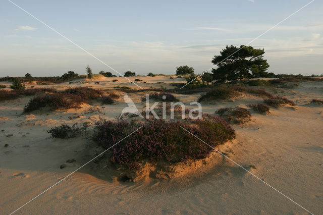 Nationaal Park Drents-Friese Wold