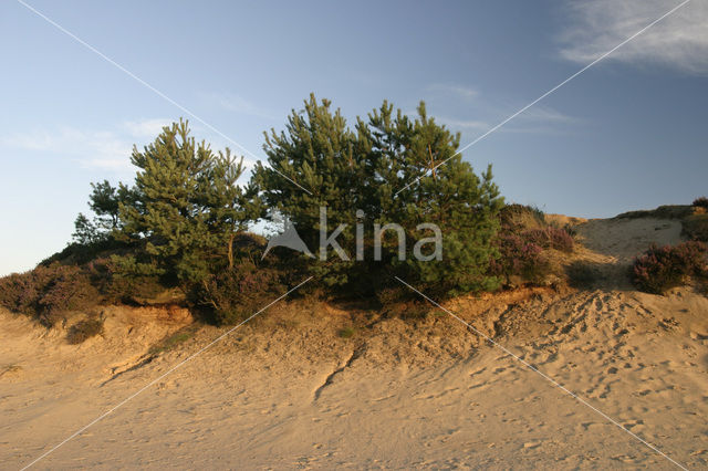 Nationaal Park Drents-Friese Wold