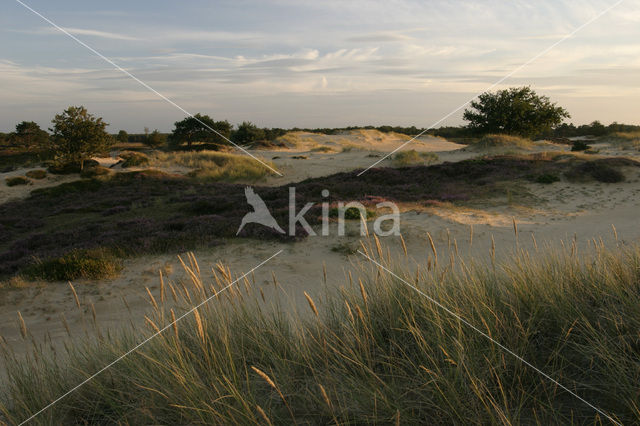 Nationaal Park Drents-Friese Wold