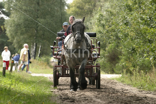 Nationaal Park Dwingelderveld