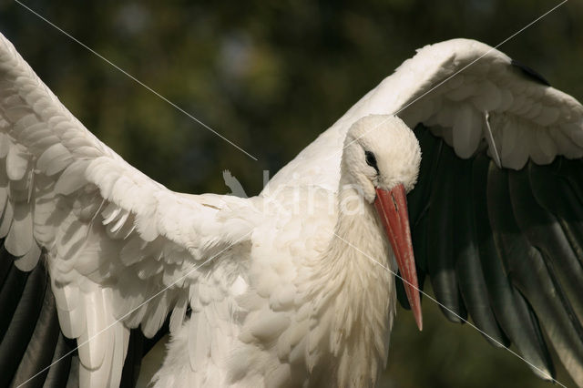 Ooievaar (Ciconia ciconia)