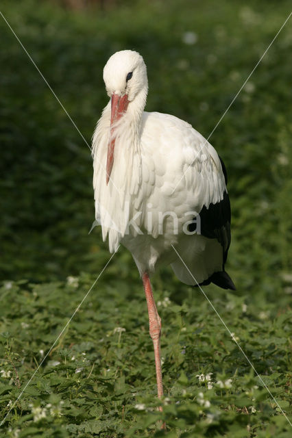 Ooievaar (Ciconia ciconia)