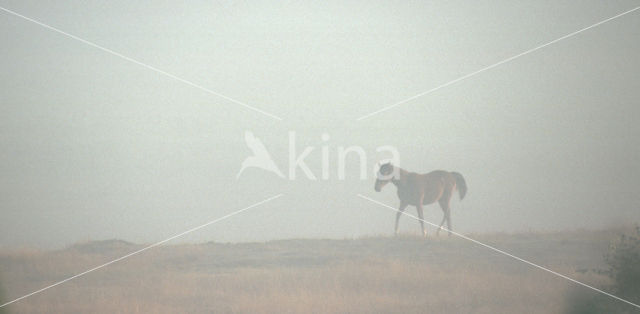 Paard (Equus spp)