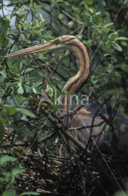 Purperreiger (Ardea purpurea)