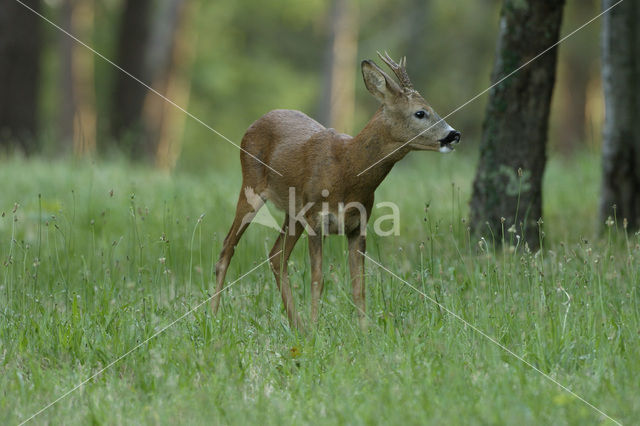 Ree (Capreolus capreolus)