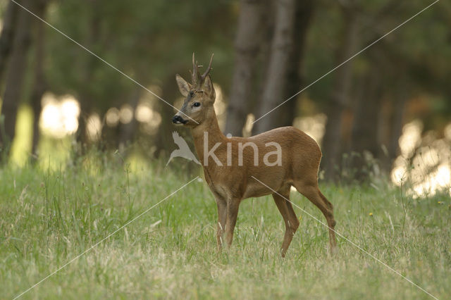 Ree (Capreolus capreolus)