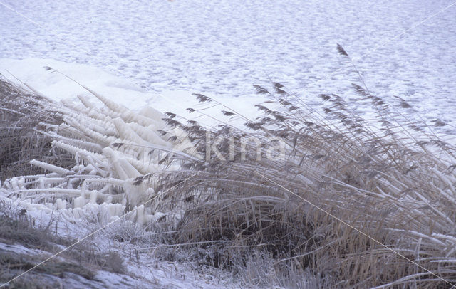 Riet (Phragmites australis)