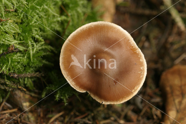 Roodbruine botercollybia (Collybia butyracea var. butyracea)