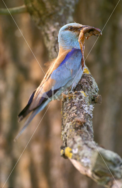 Scharrelaar (Coracias garrulus)