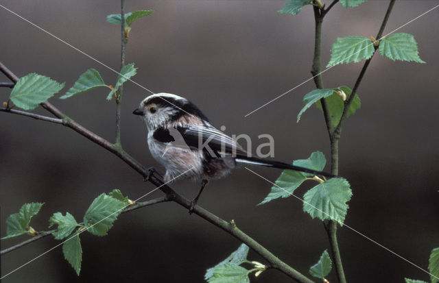 Staartmees (Aegithalos caudatus)