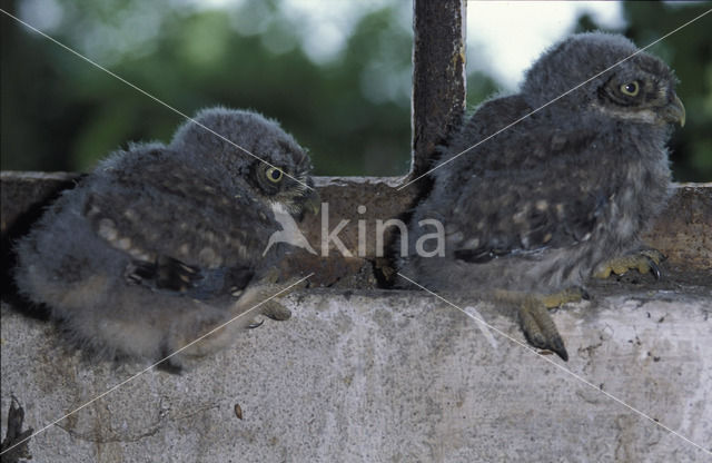 Steenuil (Athene noctua)