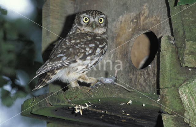 Little Owl (Athene noctua)