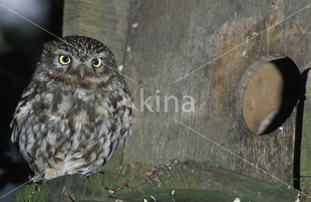 Little Owl (Athene noctua)