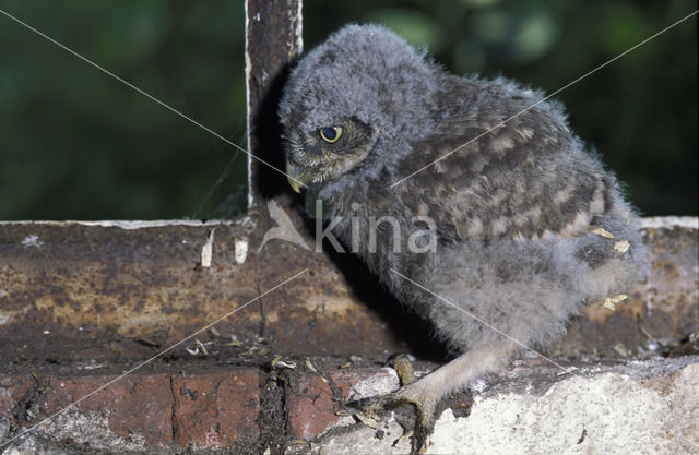 Steenuil (Athene noctua)