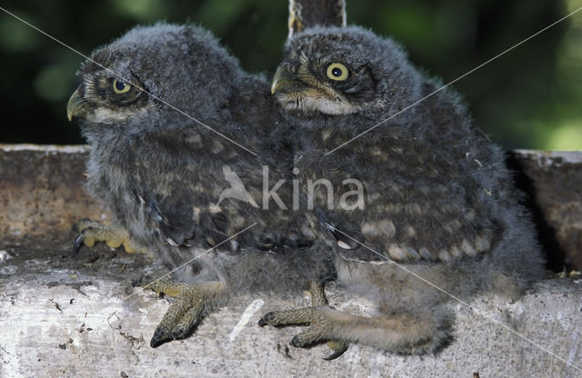 Steenuil (Athene noctua)