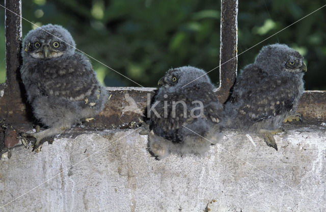 Steenuil (Athene noctua)