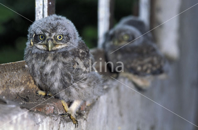 Steenuil (Athene noctua)