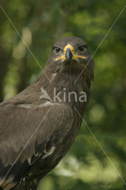 Steppearend (Aquila nipalensis)