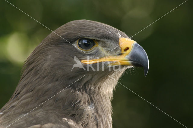 Steppearend (Aquila nipalensis)