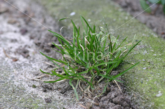 Straatgras (Poa annua)