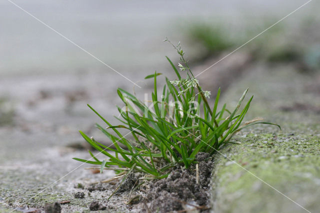 Straatgras (Poa annua)