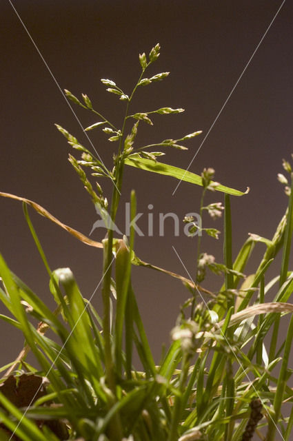 Straatgras (Poa annua)