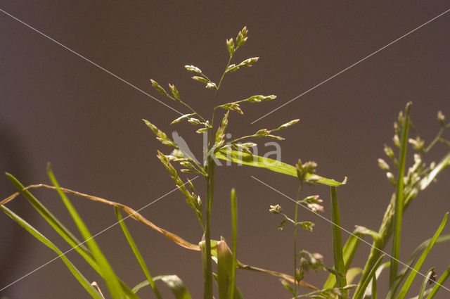 Straatgras (Poa annua)