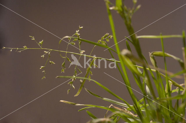 Straatgras (Poa annua)