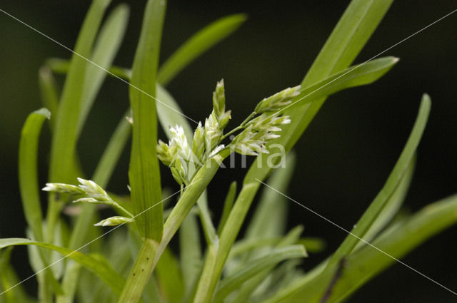 Straatgras (Poa annua)