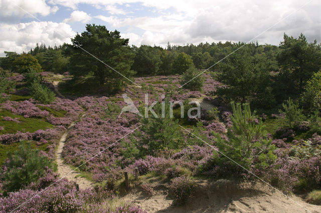 Struikheide