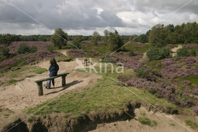 Struikheide