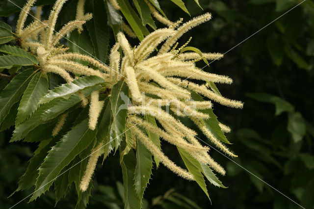 Tamme kastanje (Castanea sativa)