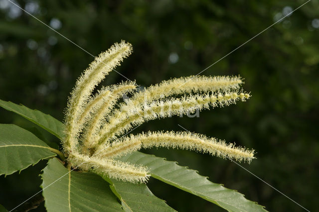 Tamme kastanje (Castanea sativa)