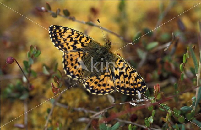 Veenbesparelmoervlinder (Boloria aquilonaris)