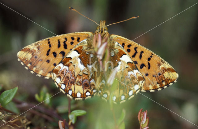 Veenbesparelmoervlinder (Boloria aquilonaris)