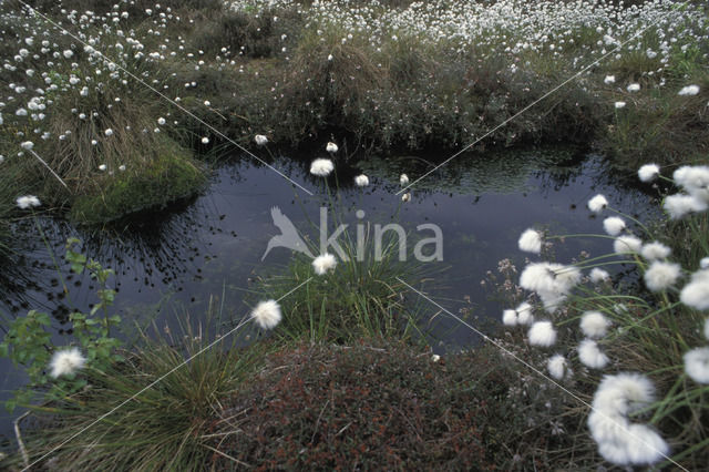 Veenpluis (Eriophorum angustifolium)