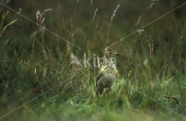 Veldleeuwerik (Alauda arvensis)