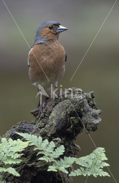 Vink (Fringilla coelebs)