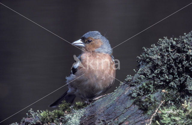 Vink (Fringilla coelebs)