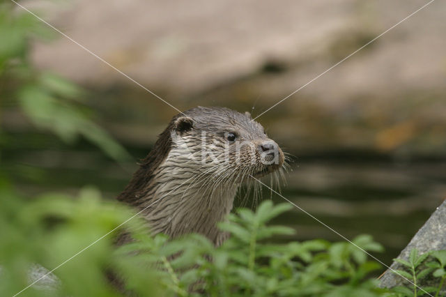 Visotter