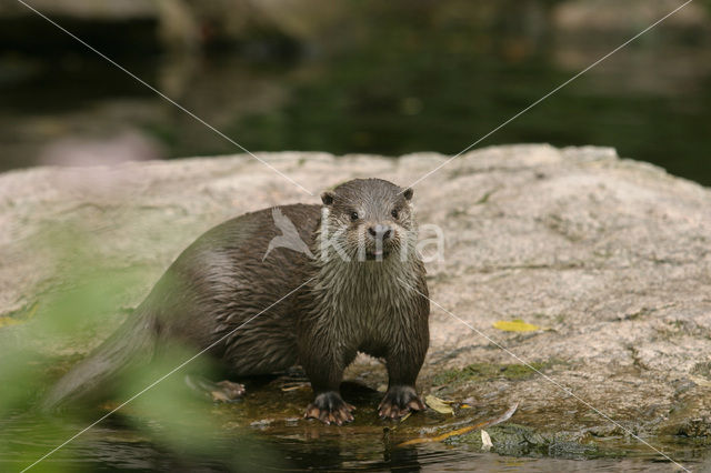 Visotter